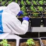 cbd, cannabis, marijuana-7665199.jpg