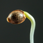SEED HISTORY