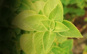 The Definitive Oregano Guide