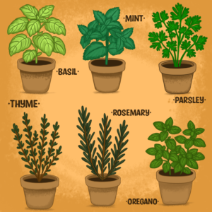 For the image showing the different herbs in pots.