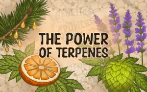 The Power of Terpenes