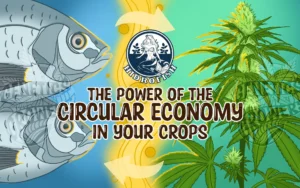 Hidrofish: Circular Economy, Organic Nutrition, and the Challenges of Innovation in Cannabis Cultivation in Colombia