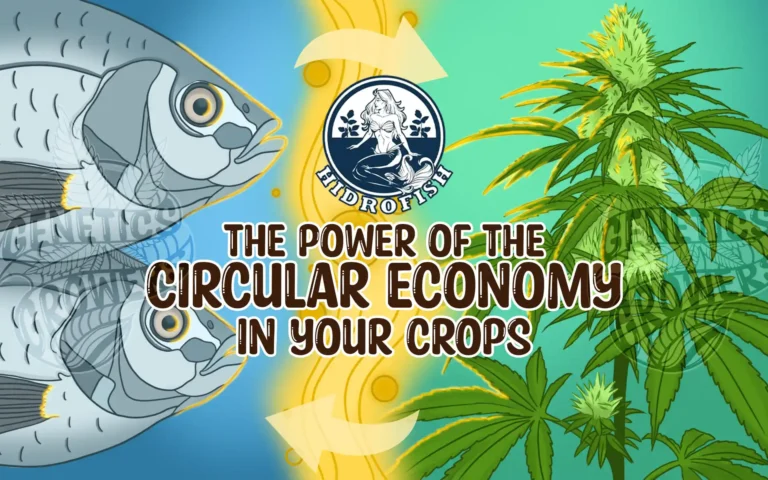 Hidrofish: Circular Economy, Organic Nutrition, and the Challenges of Innovation in Cannabis Cultivation in Colombia