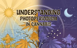 Cover illustration split between day and night showing a central cannabis plant with glowing photoreceptors, sun and moon representing photoperiodism