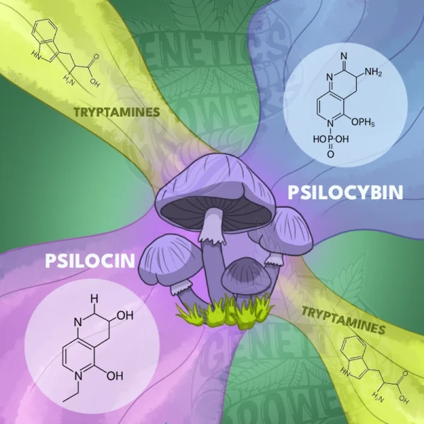 Mushroom illustration surrounded by chemical structures of psilocybin, psilocin, and tryptamines, radiating in connected color fields, representing compound synergy in fungi