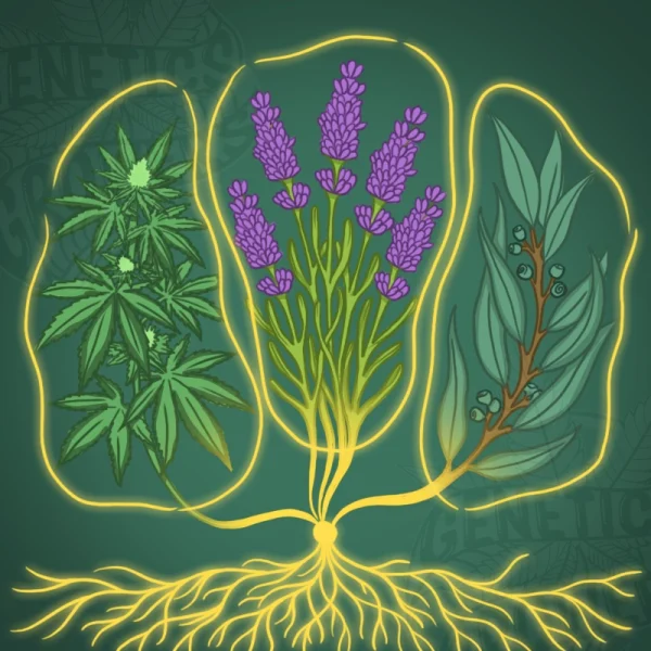 Botanical illustration showing cannabis, lavender, and eucalyptus plants sharing a single glowing golden root system, representing plant synergy across different species