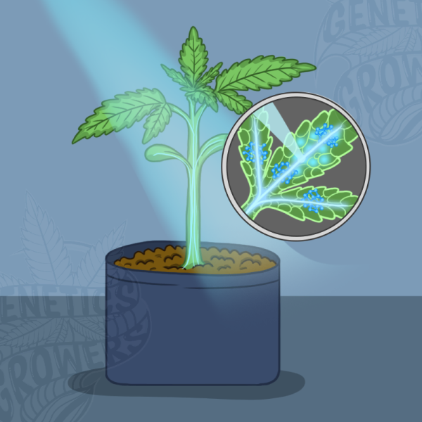 Cannabis seedling under a blue light beam with a magnified lens view showing glowing cryptochrome molecules inside the leaf tissue