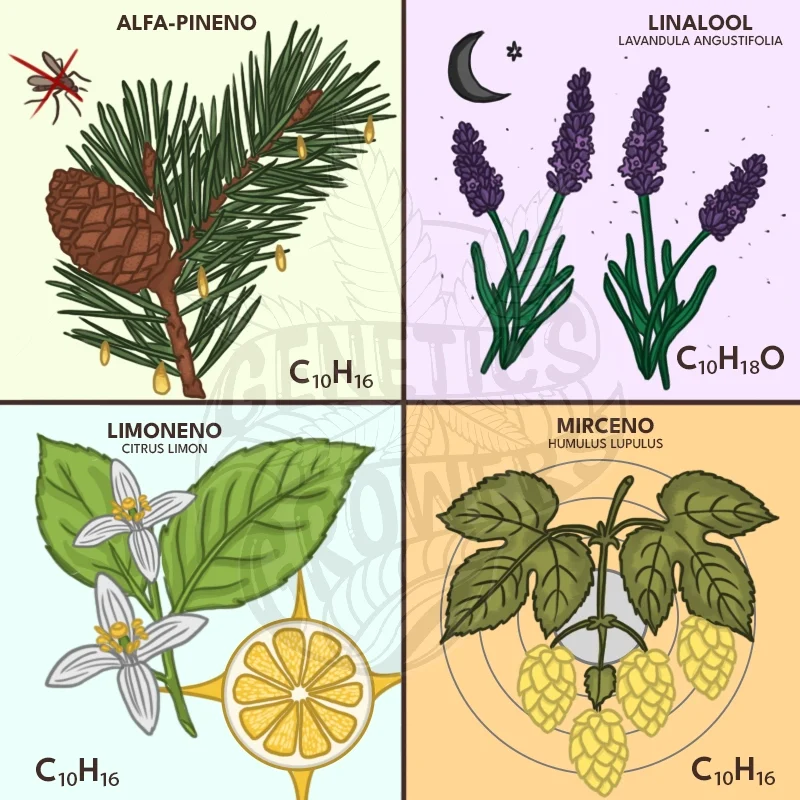 Essential Insights into Terpenes