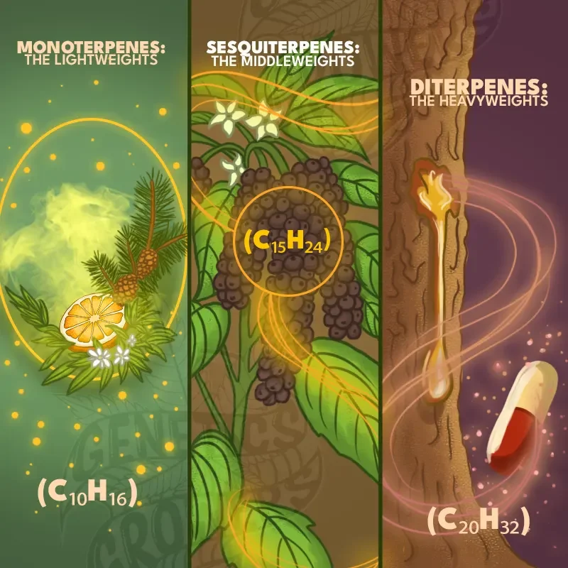 Exploring Terpene Types and Their Sources