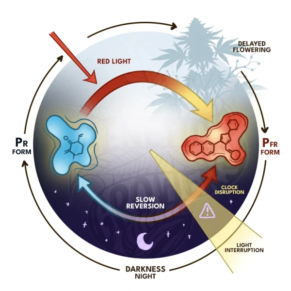 Phytochromes The Plants Seasonal Light Sensors