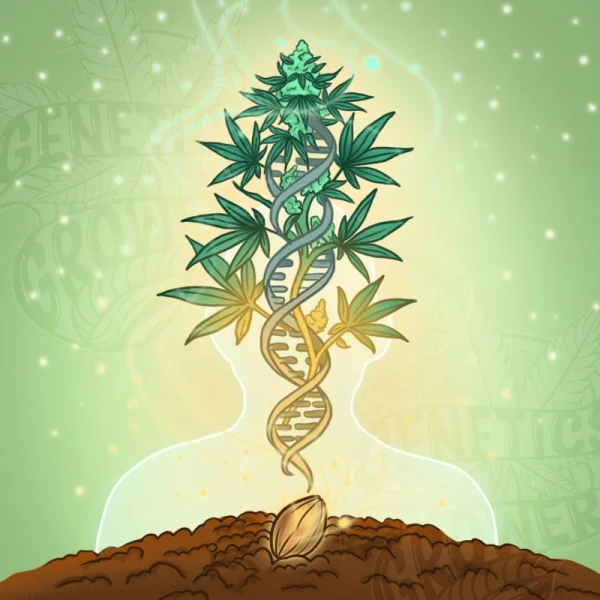 DNA double helix growing from a cannabis seed into a full plant, silhouetted against a glowing figure, symbolizing the lasting legacy of Raphael Mechoulam in cannabis genetics and science