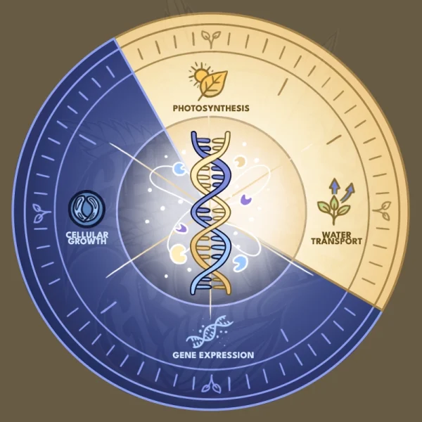 Circular 24-hour clock diagram divided into day and night activities with a glowing DNA double helix at the center representing the plant circadian clock
