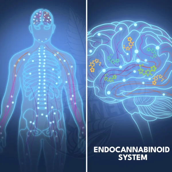 Split illustration of a glowing human body silhouette showing the endocannabinoid system network alongside a detailed brain diagram with highlighted receptors and cannabinoid molecules