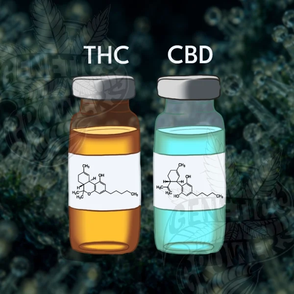 Two laboratory vials labeled THC and CBD with their molecular structures, representing the successful isolation of these two key cannabinoids from the cannabis plant