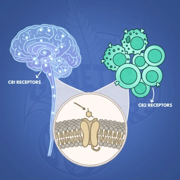 Exploring the distinct locations and functions of CB1 and CB2 receptors in the body