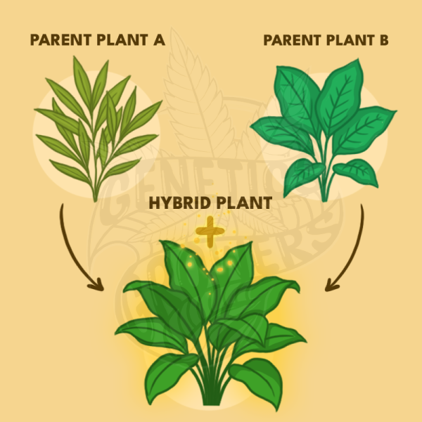 Infographic diagram showing two different parent plants with arrows converging into a larger, more vigorous hybrid plant with a glowing effect, illustrating the hybridization process