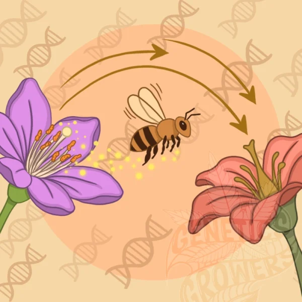Infographic illustration of a bee carrying glowing pollen from a purple flower to a coral flower, with curved arrows and DNA helix patterns in the background representing cross-pollination