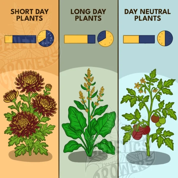 Three-panel infographic comparing short-day, long-day and day-neutral plants with clock and light bar icons, featuring chrysanthemum, spinach and tomato