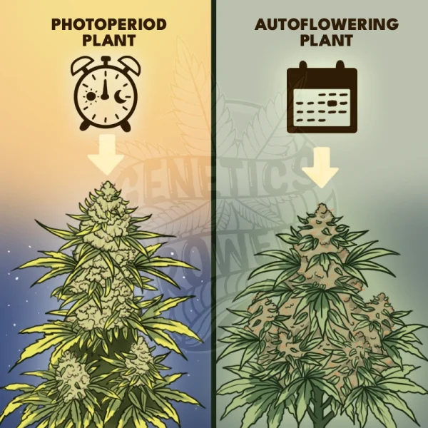 Side-by-side comparison of a photoperiod cannabis plant triggered by a light-cycle clock icon and an autoflowering cannabis plant triggered by a calendar icon