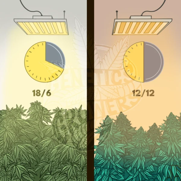 Side-by-side comparison of indoor cannabis grow rooms under an 18/6 vegetative light cycle and a 12/12 flowering light cycle with LED panels and clock icons